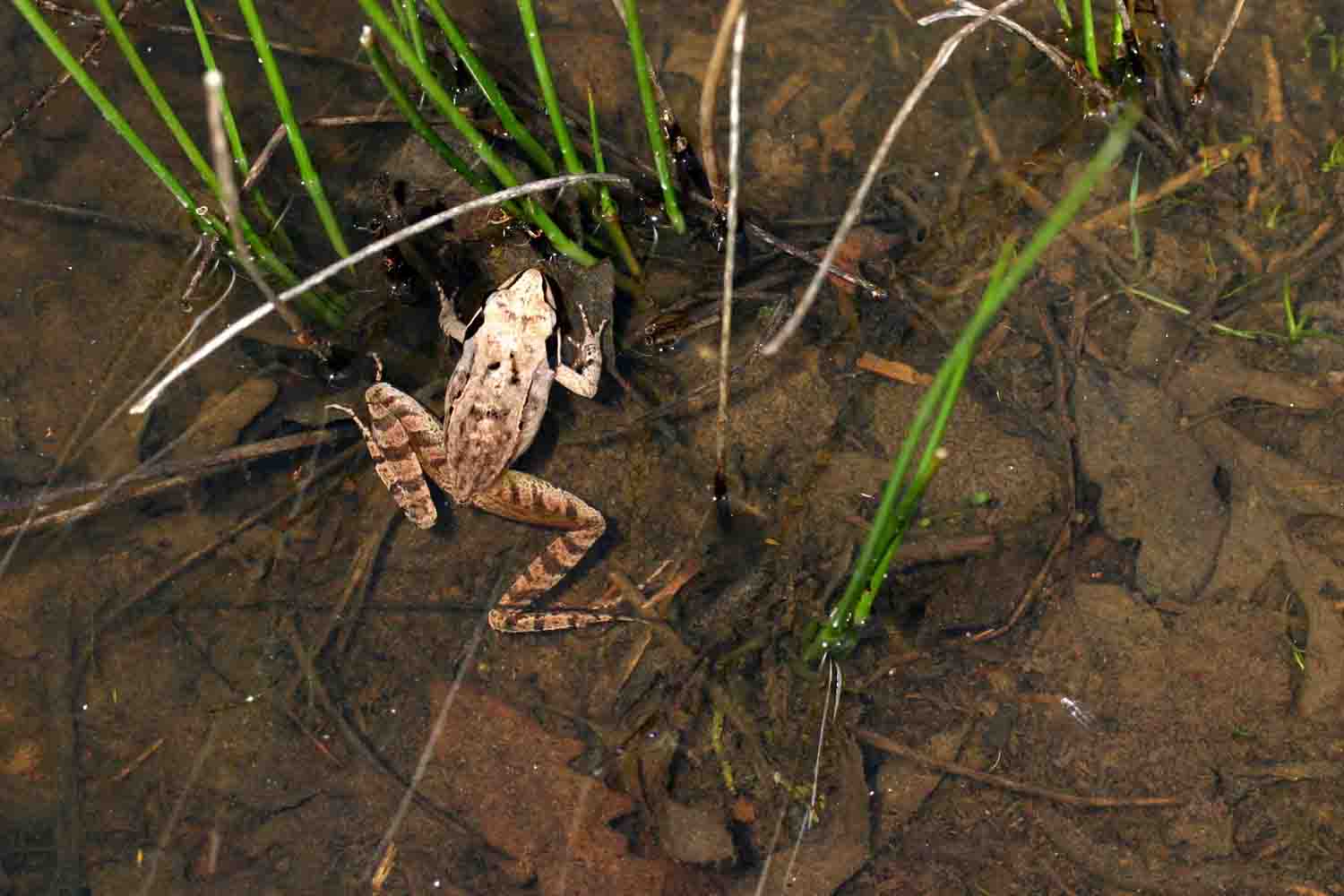 Rana agile - Rana dalmatina